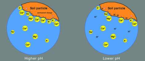 Image showing the difference in CEC in high pH and low pH soils.